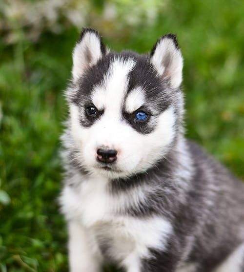 blue eyed tiny Pomsky puppy